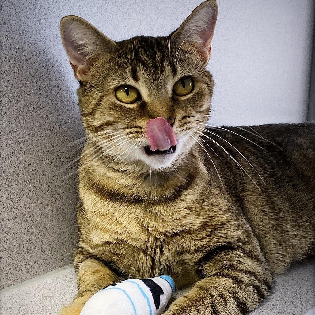Mama, Adoptable, Adult Female Domestic Short Hair.