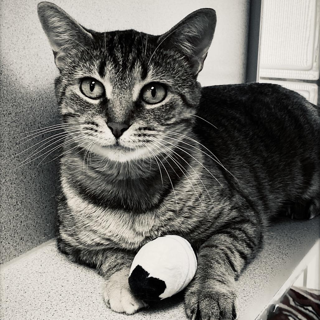 Mama, a Adoptable Domestic Short Hair in Huntsville, AL image 2/6