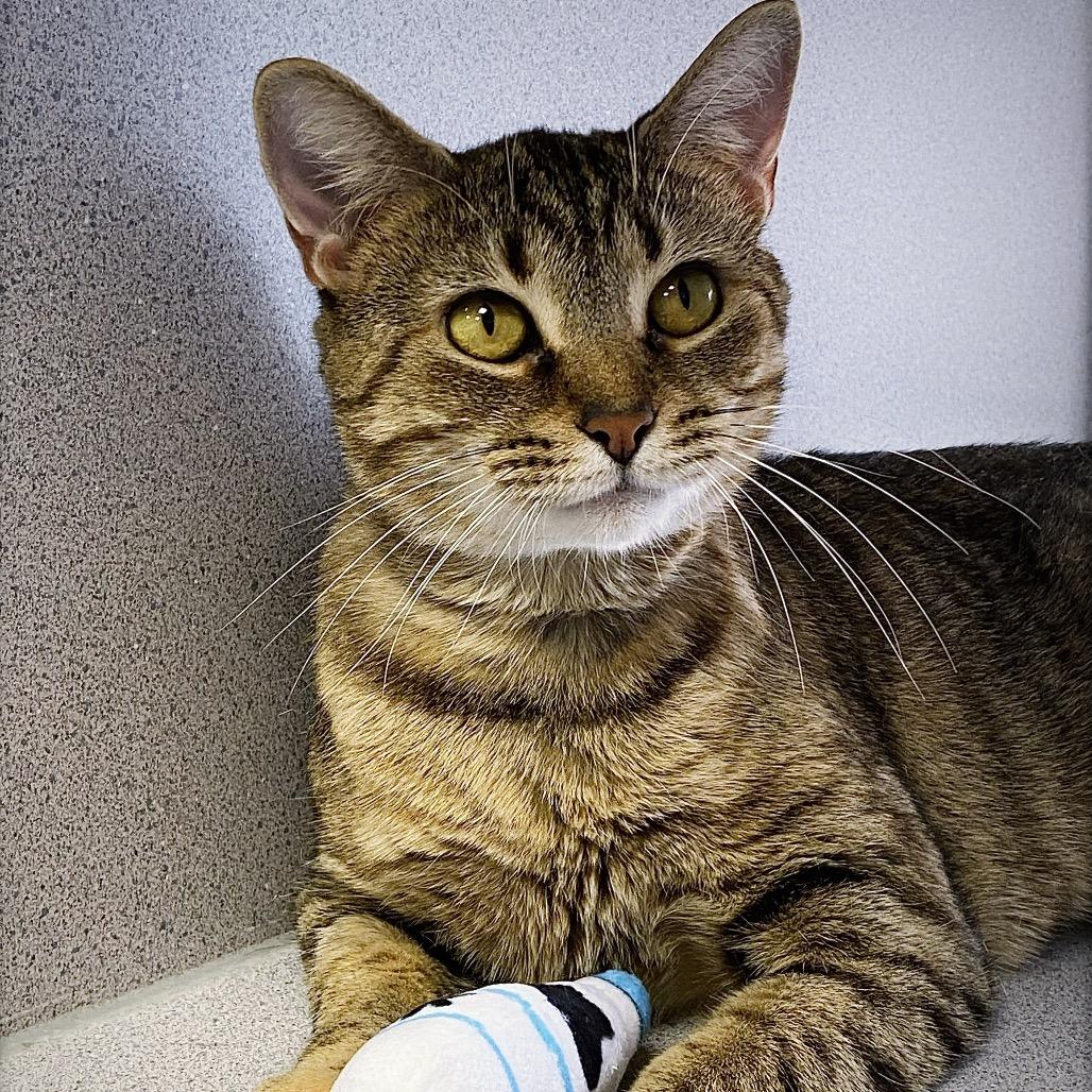 Mama, a Adoptable Domestic Short Hair in Huntsville, AL image 3/6