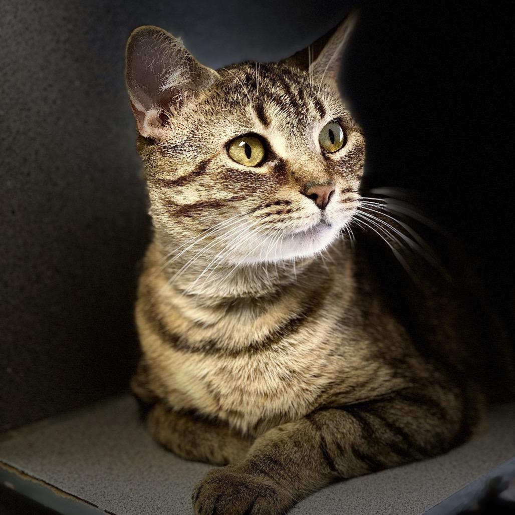 Mama, a Adoptable Domestic Short Hair in Huntsville, AL image 4/6