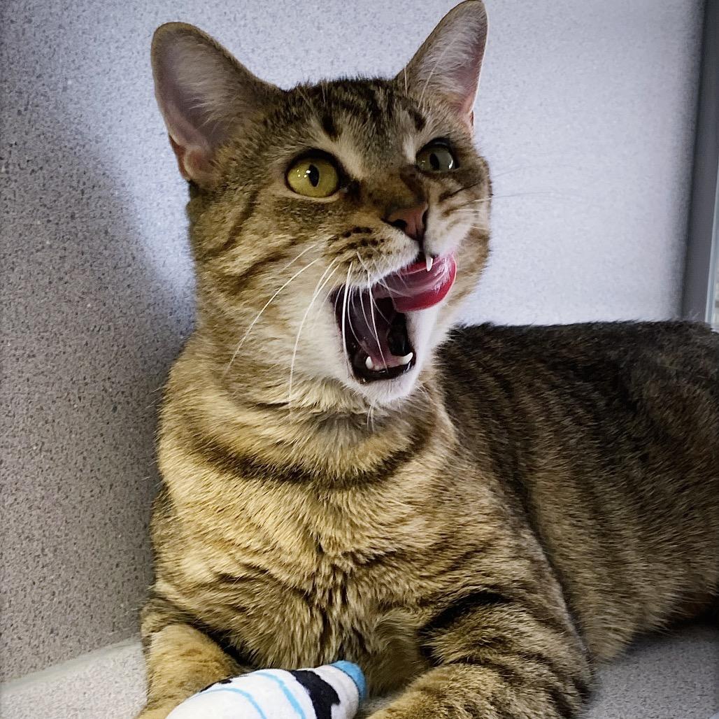 Mama, a Adoptable Domestic Short Hair in Huntsville, AL image 5/6