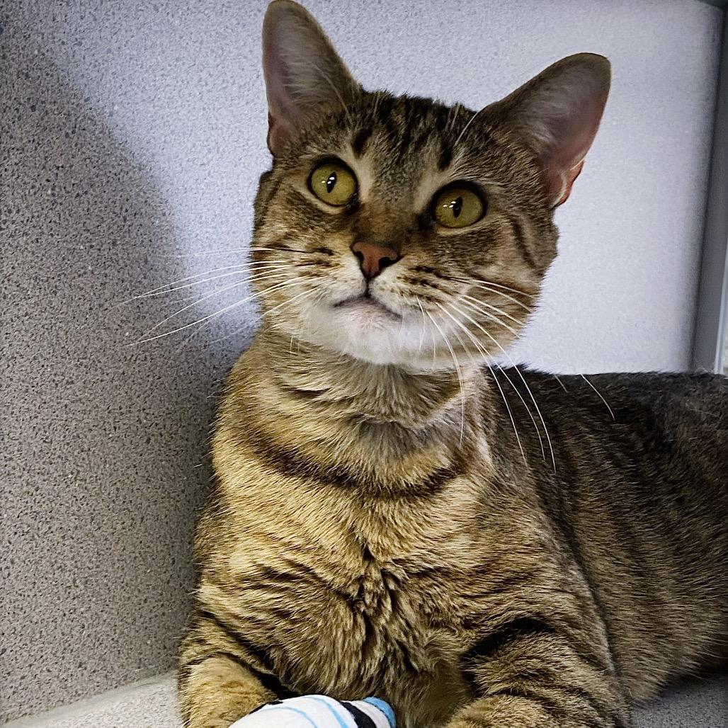 Mama, a Adoptable Domestic Short Hair in Huntsville, AL image 6/6