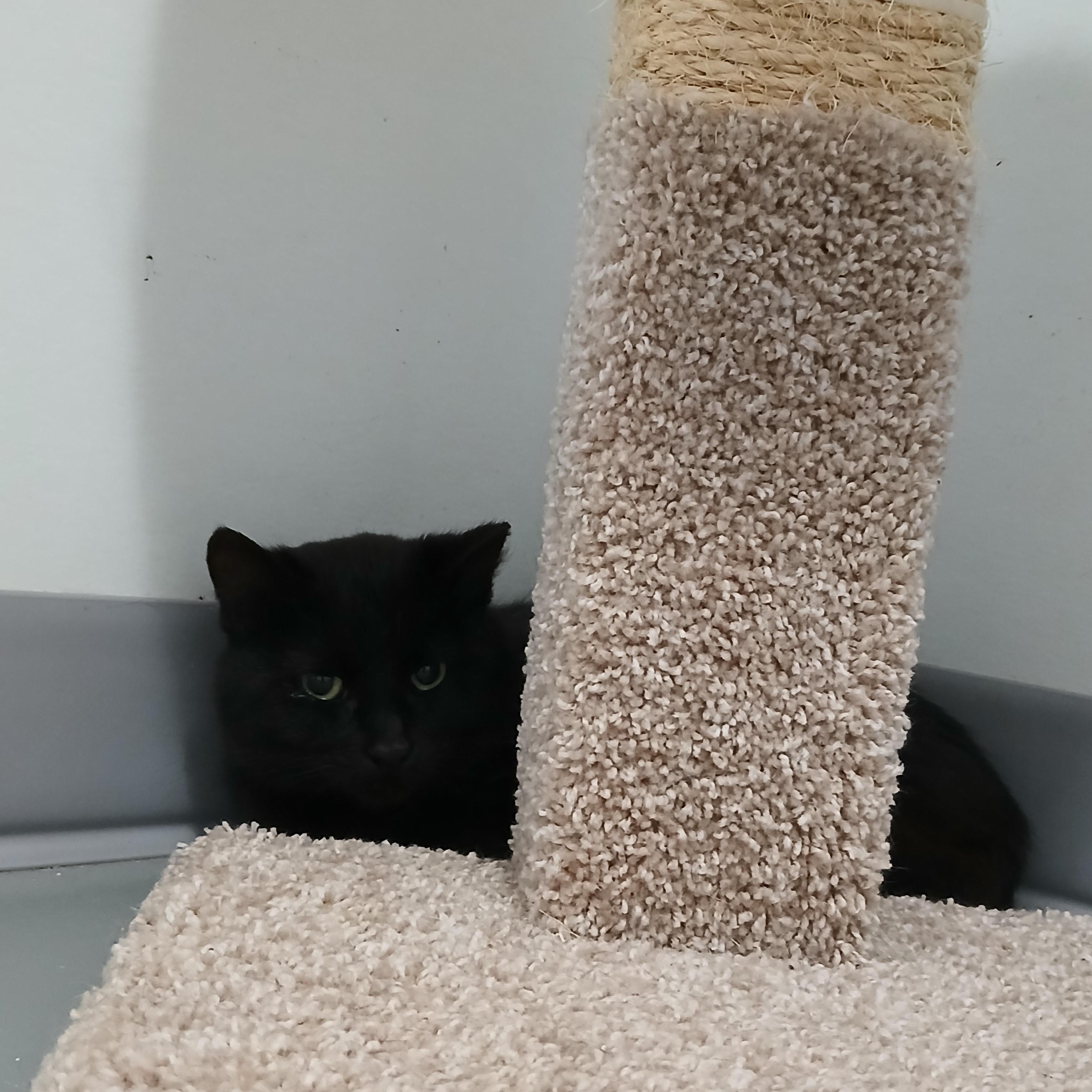 Max, ADOPTABLE, Kitten Male American Shorthair.