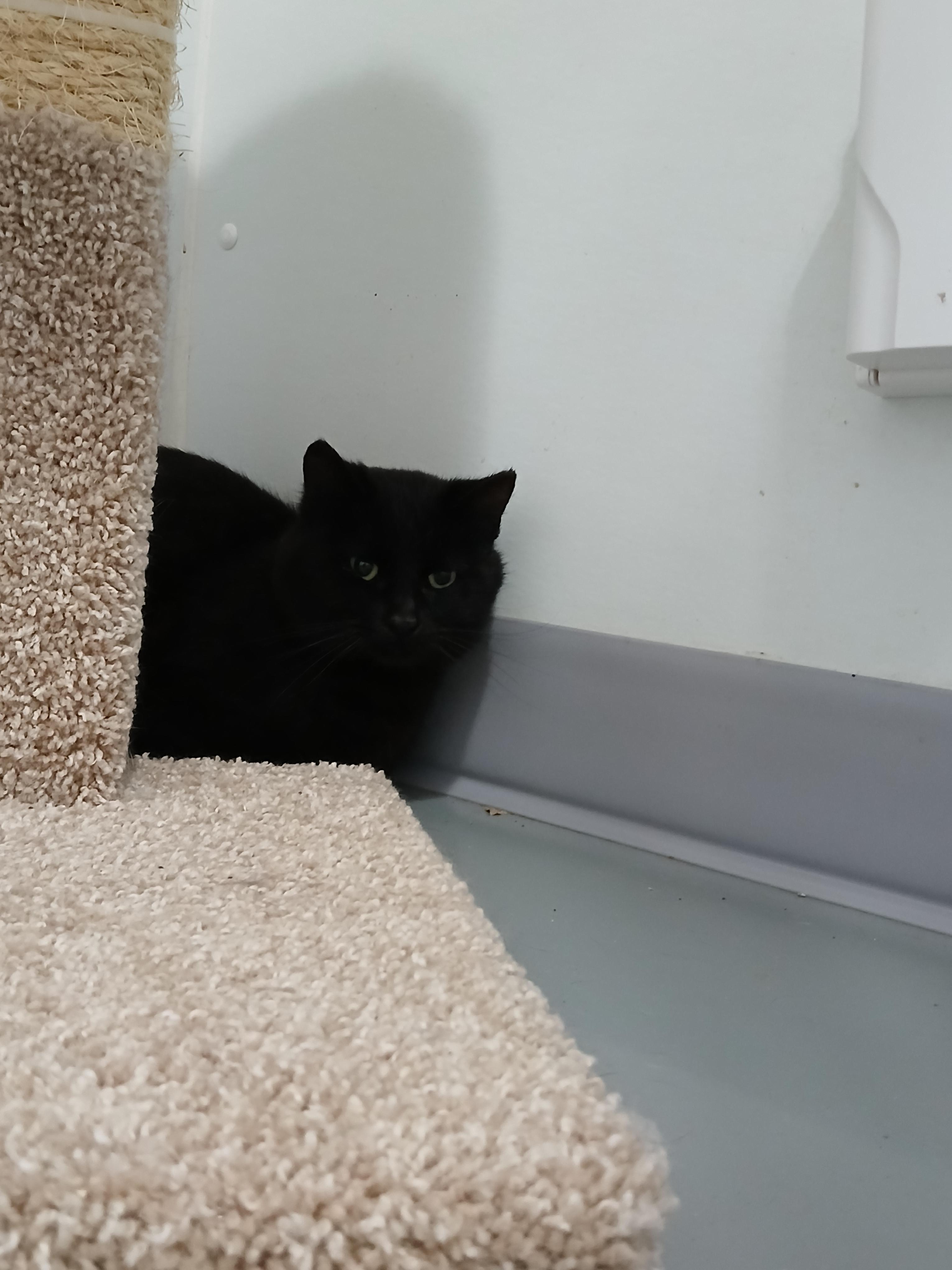 Enlarge Max, a ADOPTABLE American Shorthair in Iowa Falls, IA image 2/2