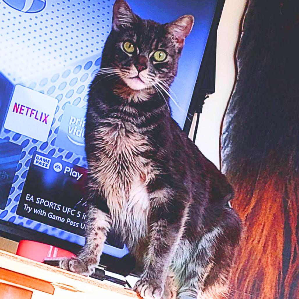 Mango, Adoptable, Adult Male Domestic Short Hair.