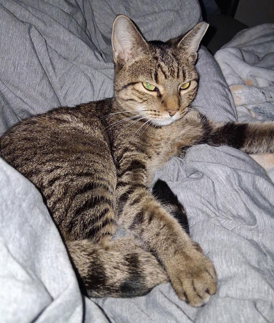 Sweet & Sour, a Adoptable Domestic Short Hair in Frisco, TX image 1/3