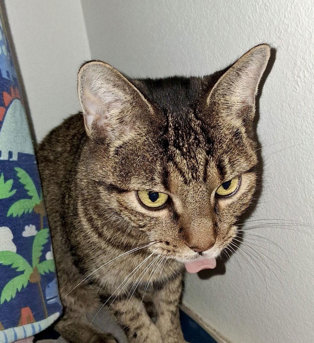 Sweet & Sour, a Adoptable Domestic Short Hair in Frisco, TX image 2/3