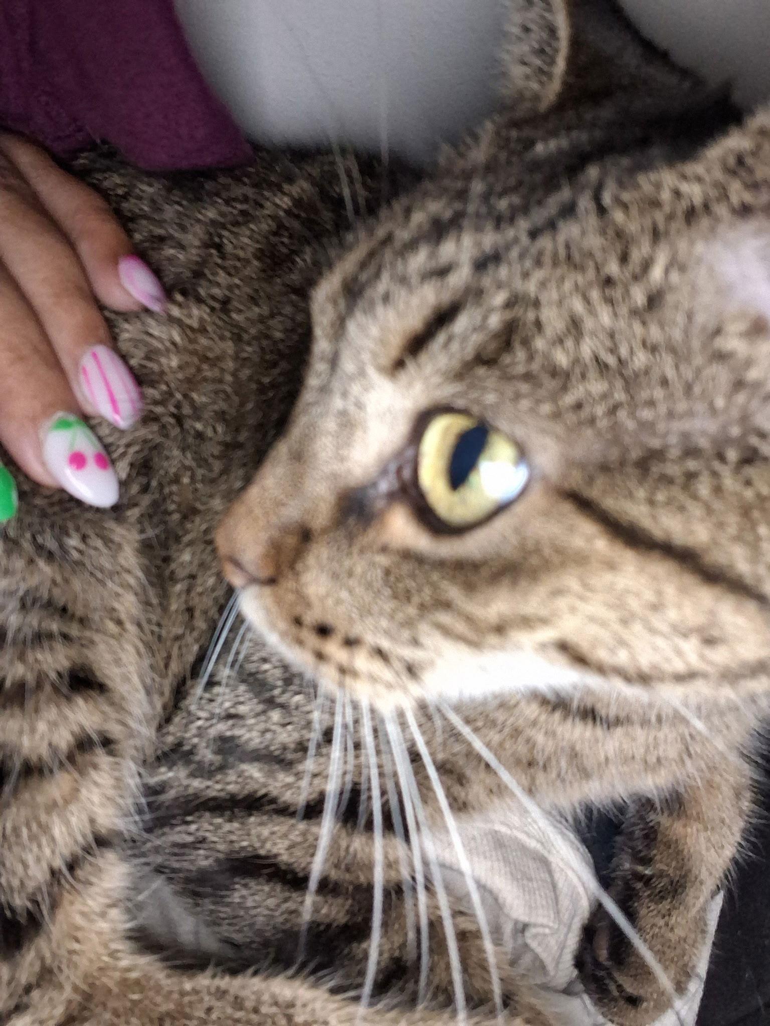 Sweet & Sour, a Adoptable Domestic Short Hair in Frisco, TX image 3/3