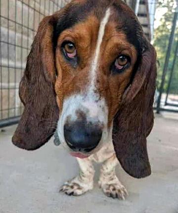 Enlarge BUCK, a Adopted Basset Hound in Mays Landing, NJ image 1/2