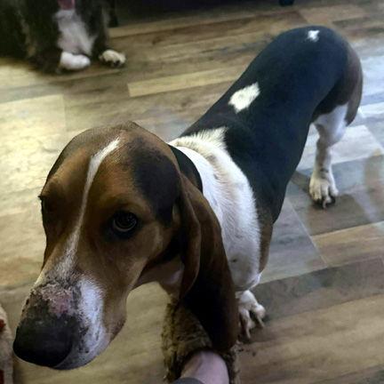 Enlarge BUCK, a Adopted Basset Hound in Mays Landing, NJ image 2/2