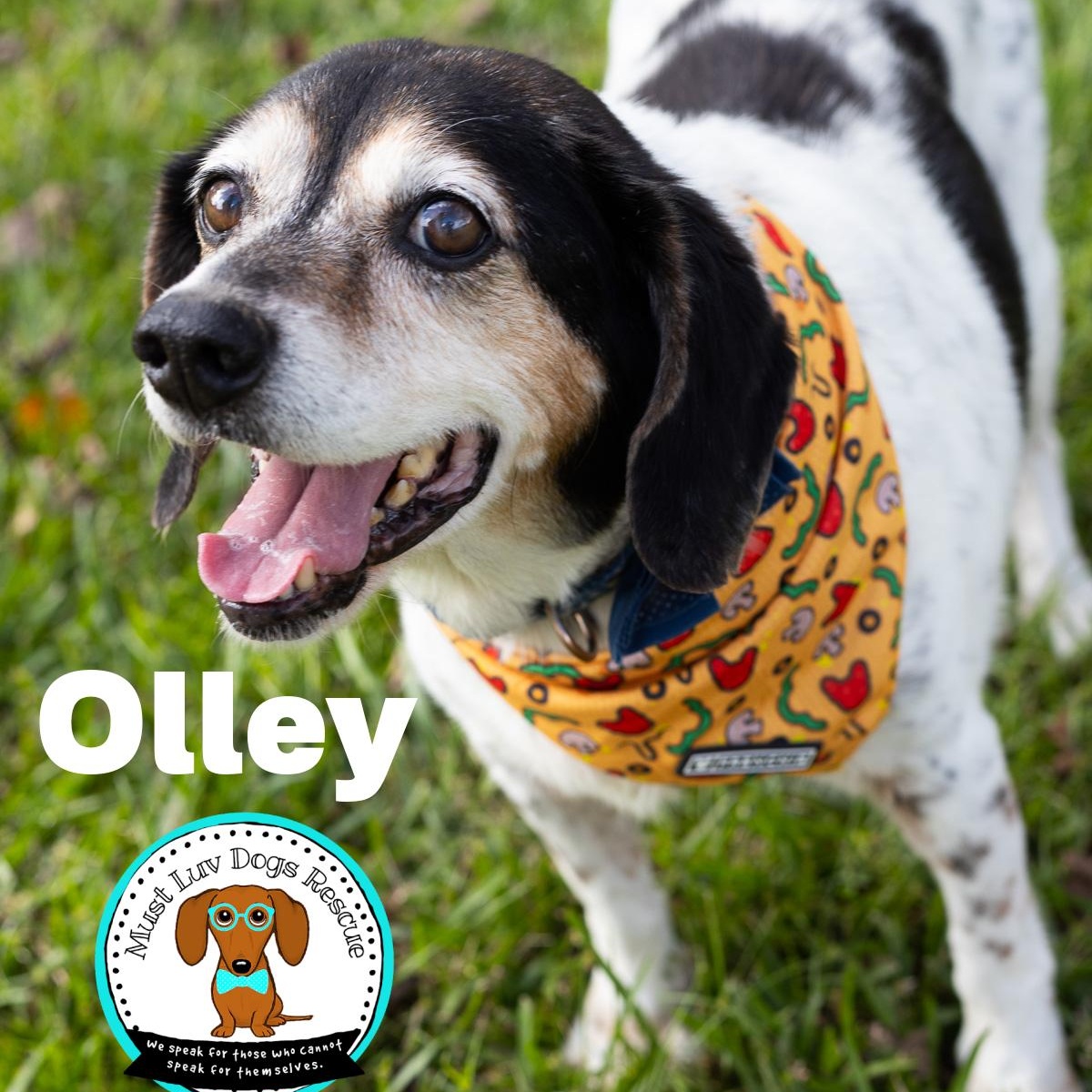 Olley, a Adoptable mixed breed in Zachary, LA image 4/6
