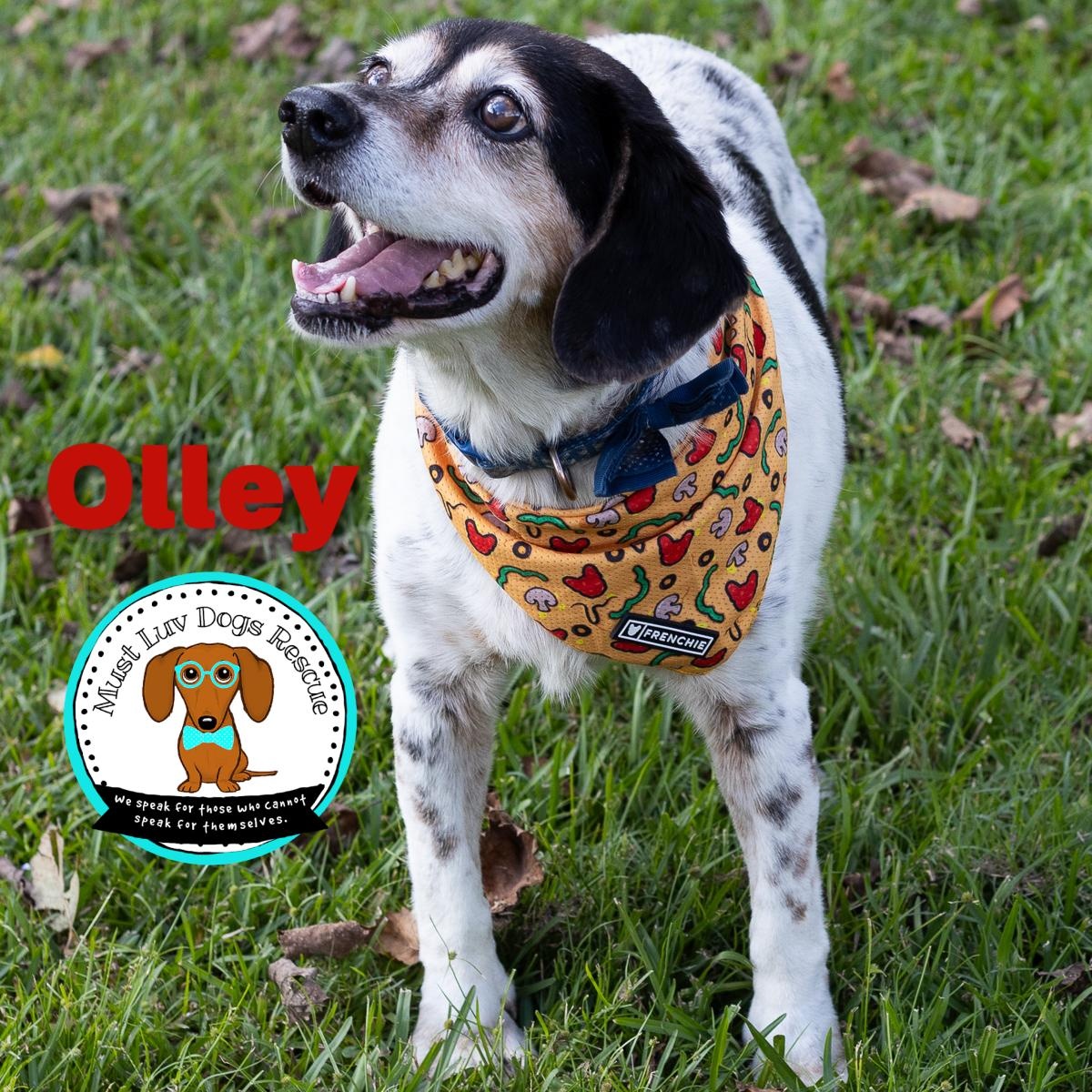 Olley, a Adoptable mixed breed in Zachary, LA image 3/6