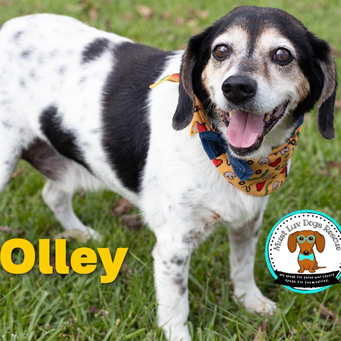 Olley, a Adoptable mixed breed in Zachary, LA image 5/6