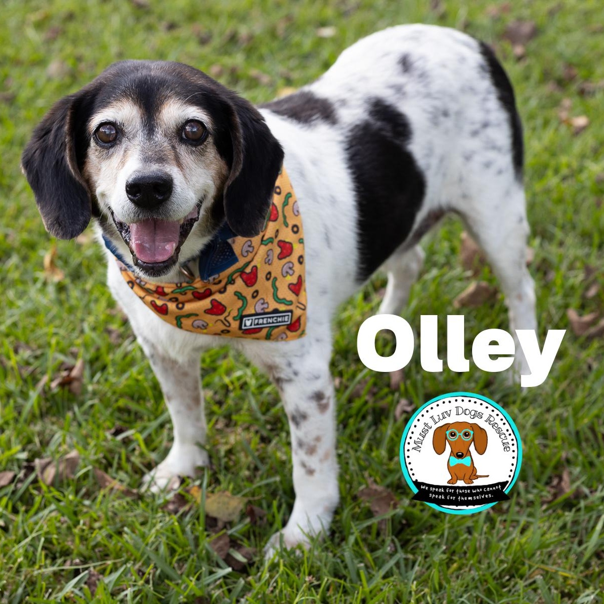 Olley, a Adoptable mixed breed in Zachary, LA image 2/6