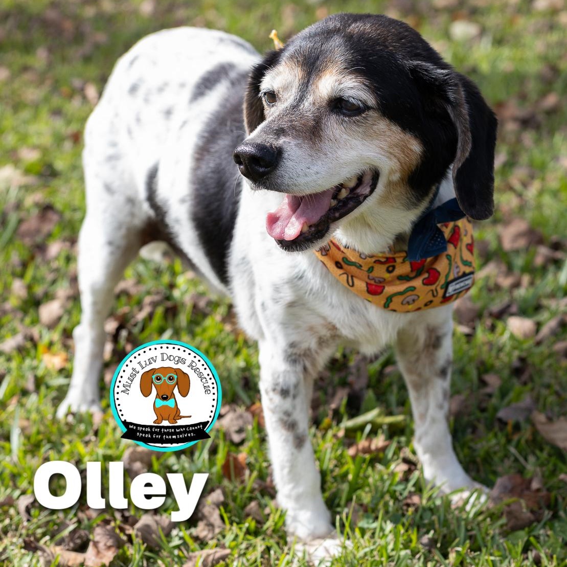 Olley, a Adoptable mixed breed in Zachary, LA image 6/6