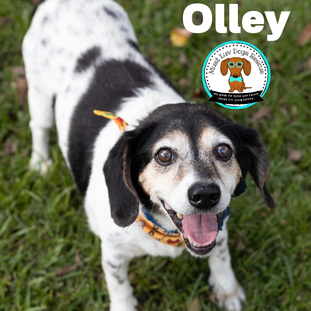 Olley, Adoptable, Senior Male Beagle.