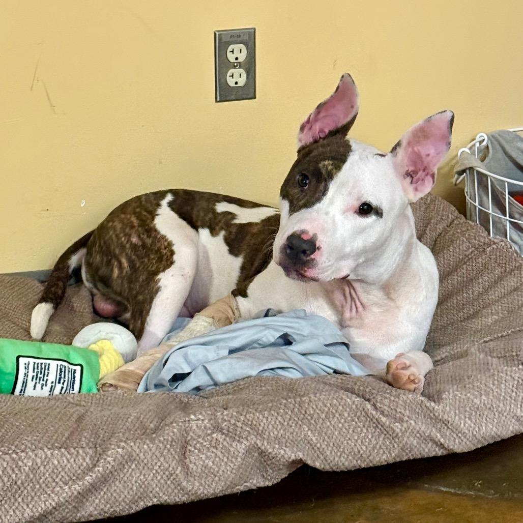 Paul, Adoptable, Adult Male Mixed Breed.