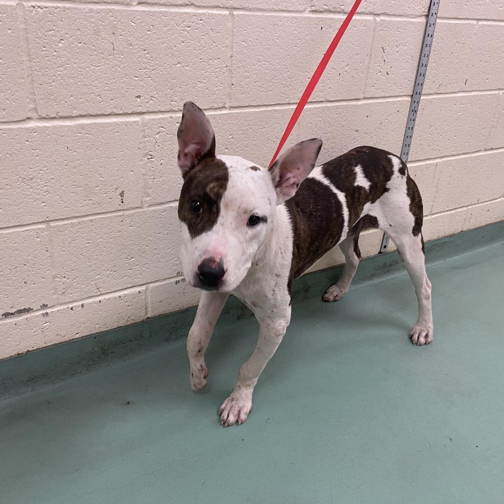 Enlarge Paul, a Adoptable Mixed Breed in Memphis, TN image 2/2