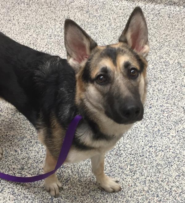 Enlarge Shelby, a Adoptable mixed breed in Golden, CO image 1/1
