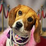 Lacey, Adoptable, Adult Female Beagle.
