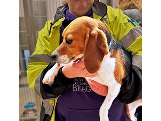 Enlarge Lacey, a Adoptable Beagle in New Boston, NH image 4/4