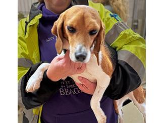 Enlarge Lacey, a Adoptable Beagle in New Boston, NH image 3/4