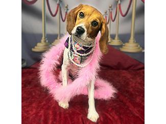Enlarge Lacey, a Adoptable Beagle in New Boston, NH image 2/4