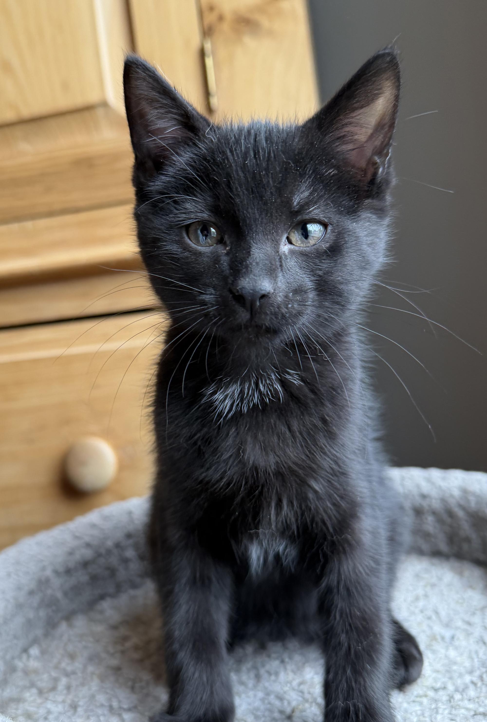 Reba, Adopted, Kitten Female Domestic Short Hair.