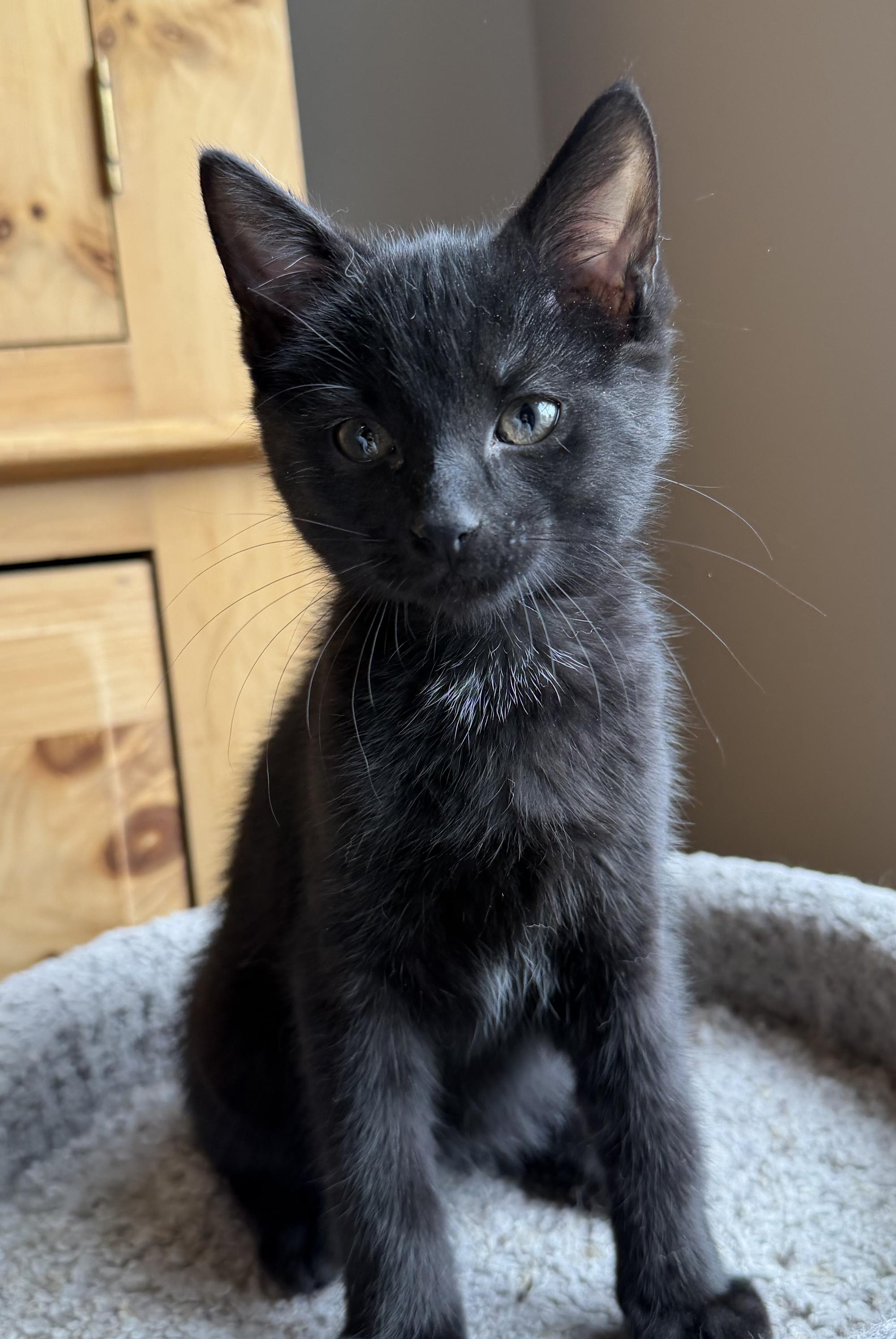 Enlarge Reba, a Adopted Domestic Short Hair in Wadsworth, OH image 2/2