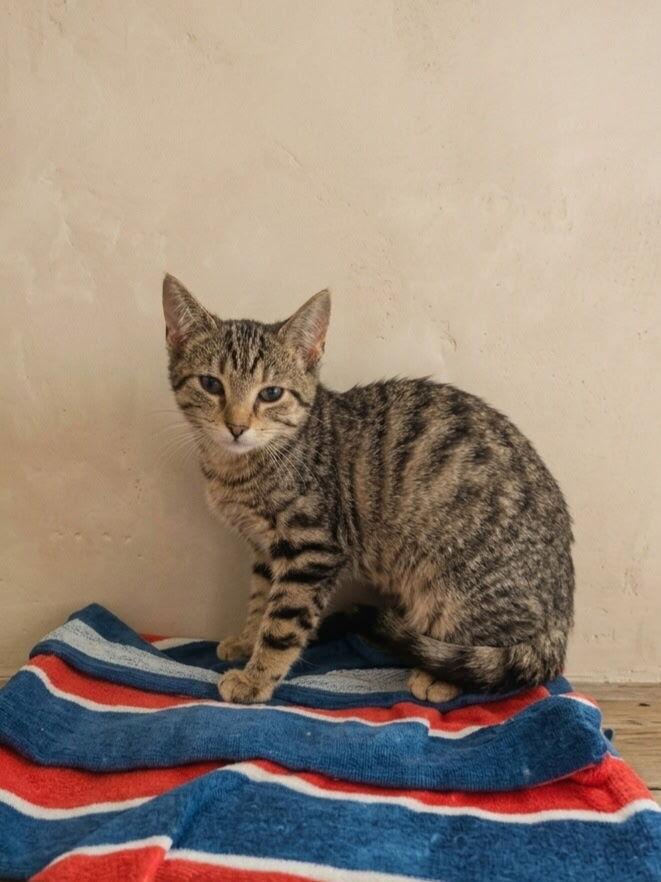 Cocoa #2, Adoptable, Kitten Female Domestic Short Hair & Tabby.