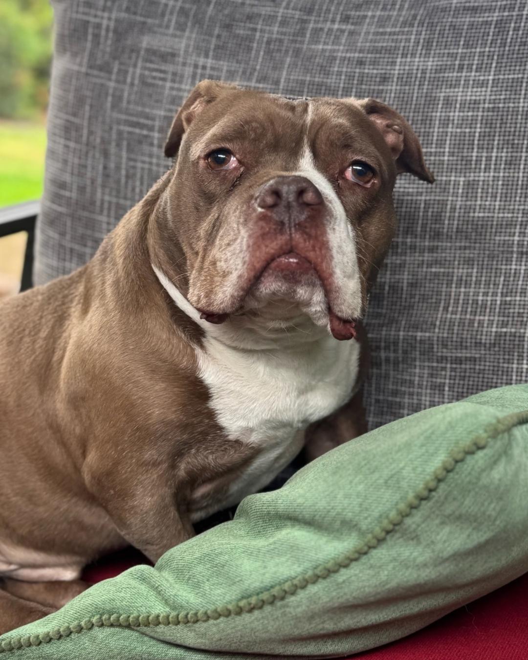 Enlarge Bunker, a Adoptable mixed breed in Long Beach, CA image 1/6