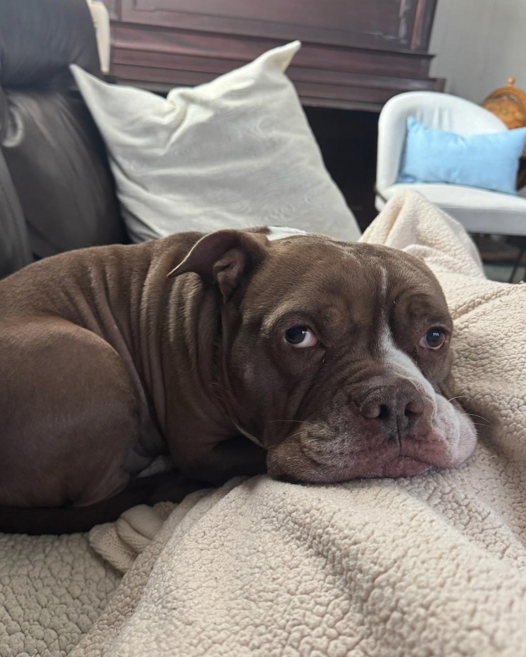 Enlarge Bunker, a Adoptable mixed breed in Long Beach, CA image 2/6