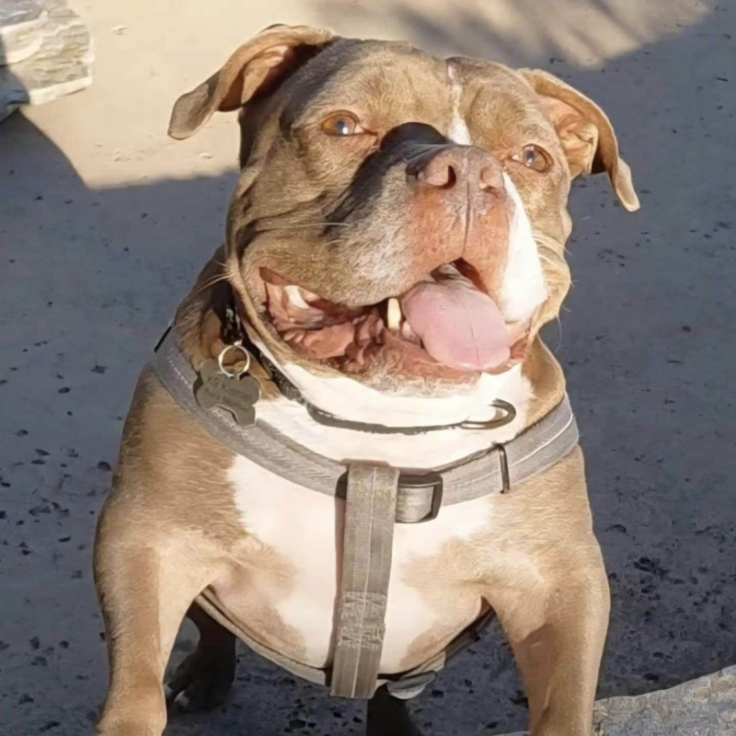 Bunker, Adoptable, Senior Male English Bulldog & American Staffordshire Terrier.