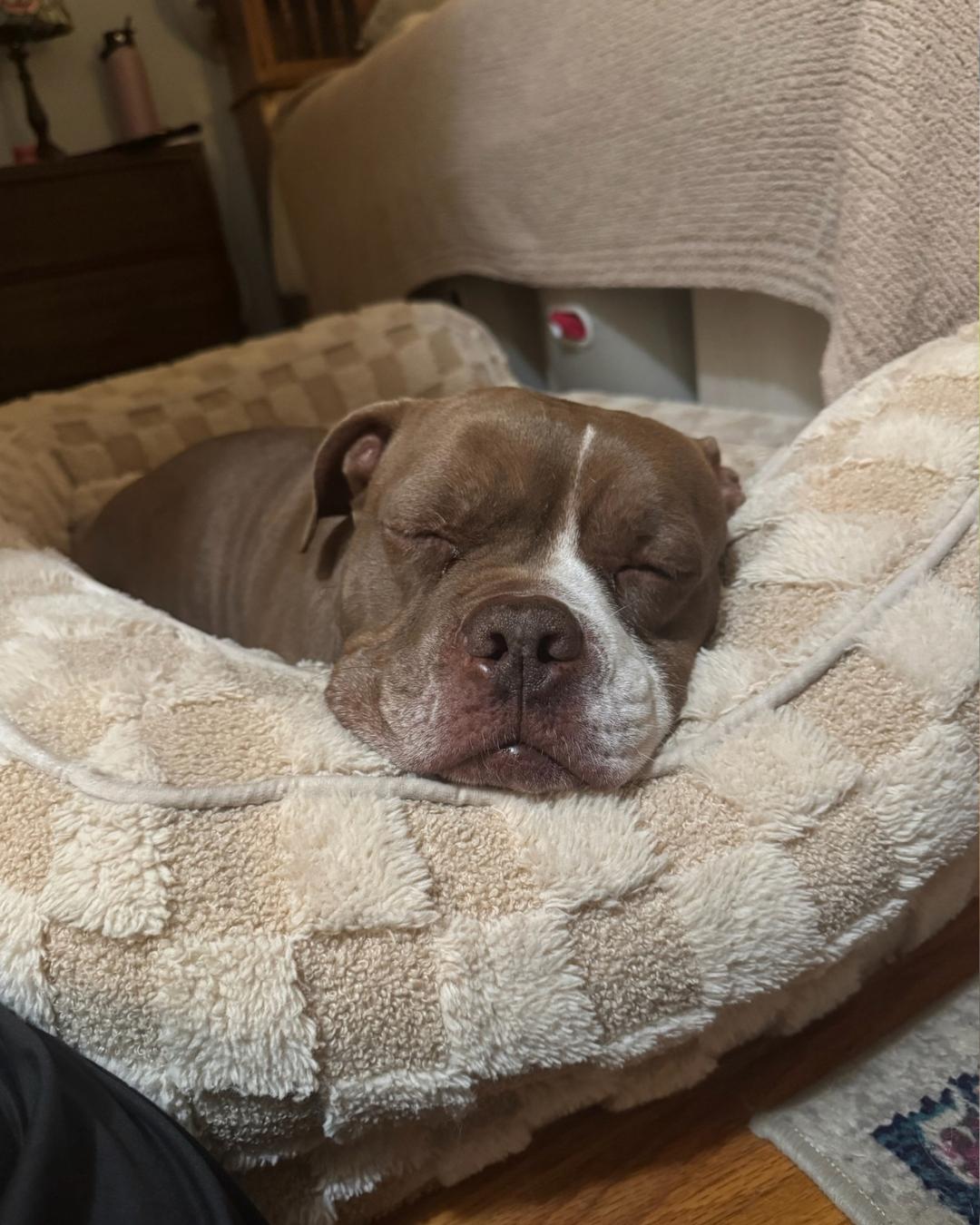 Enlarge Bunker, a Adoptable mixed breed in Long Beach, CA image 5/6