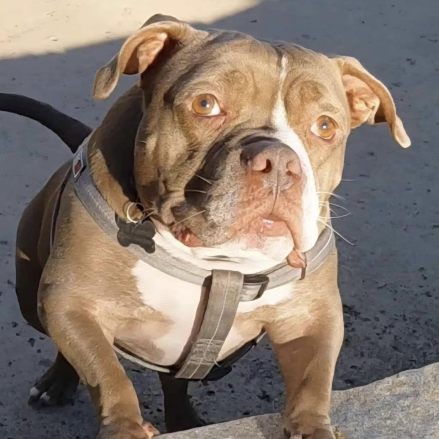 Enlarge Bunker, a Adoptable mixed breed in Long Beach, CA image 3/6
