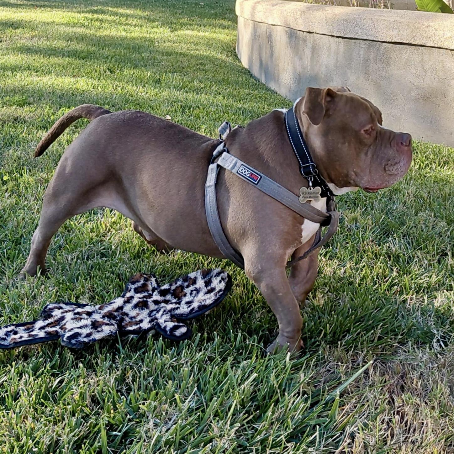Enlarge Bunker, a Adoptable mixed breed in Long Beach, CA image 4/6