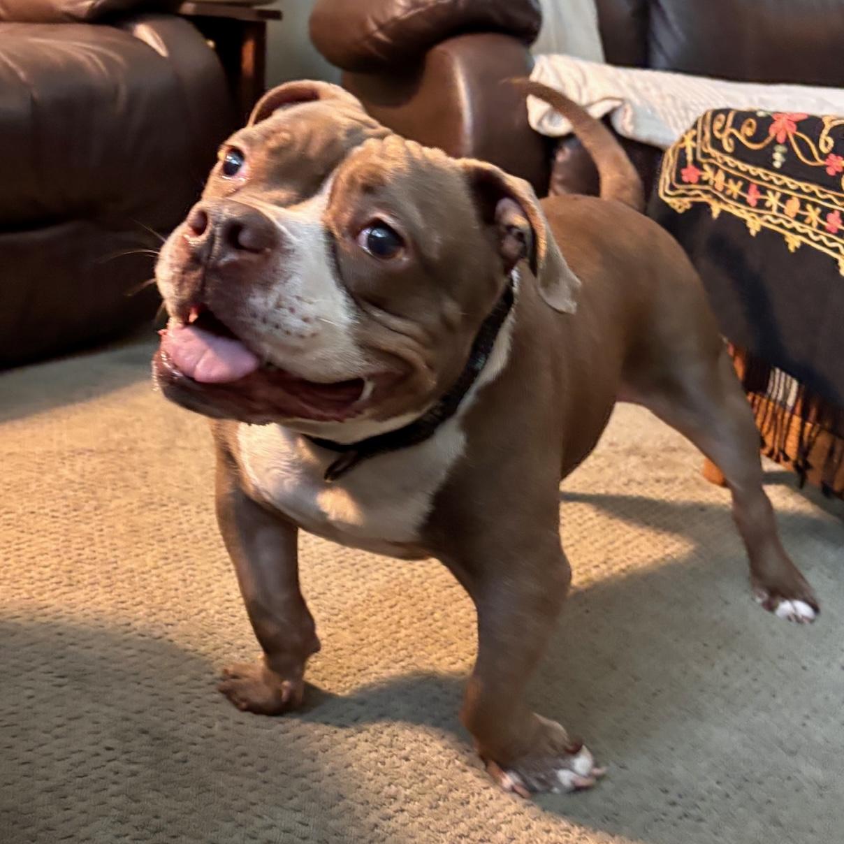 Enlarge Bunker, a Adoptable mixed breed in Long Beach, CA image 5/6