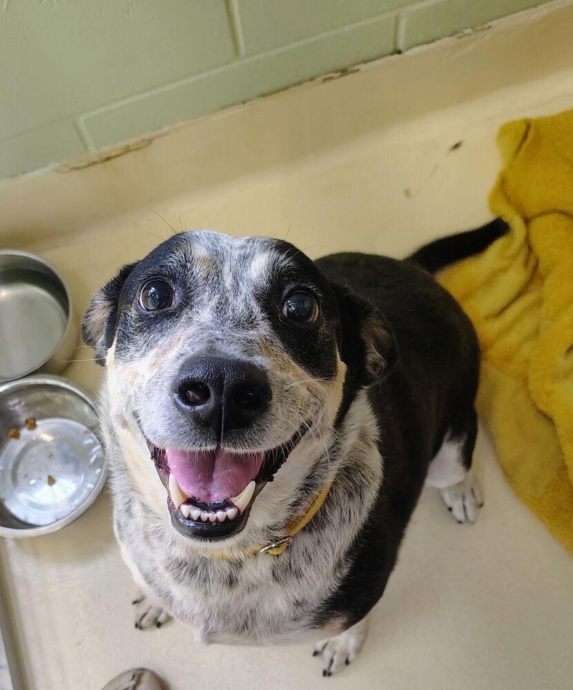 Enlarge Finn, a Adoptable mixed breed in Kalamazoo, MI image 1/1