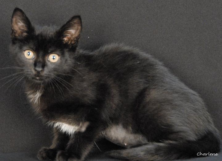 Chapter, ADOPTABLE, Young Female Domestic Short Hair.