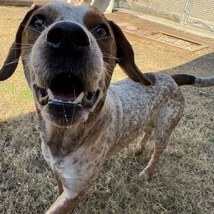 Enlarge Leonard, a ADOPTABLE mixed breed in The Colony, TX image 2/3
