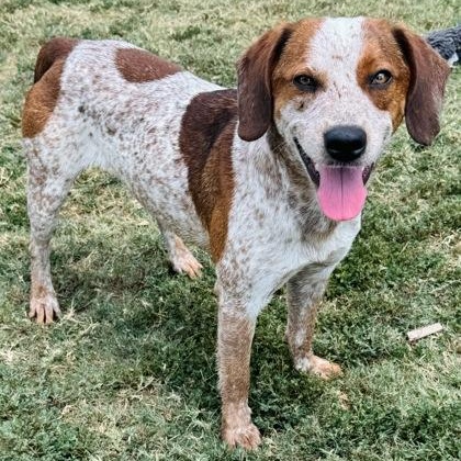 Enlarge Leonard, a Adoptable mixed breed in The Colony, TX image 6/6