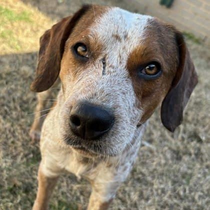 Leonard, ADOPTABLE, Young Male Coonhound & Australian Cattle Dog / Blue Heeler.