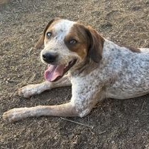 Enlarge Leonard, a ADOPTABLE mixed breed in The Colony, TX image 3/3