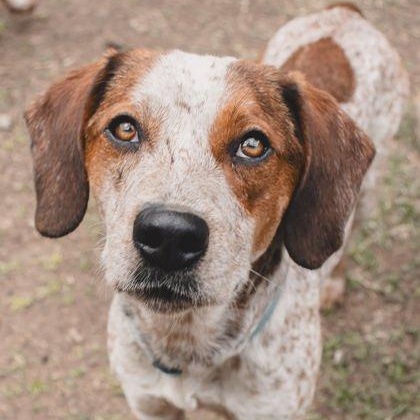 Leonard, Adoptable, Young Male Coonhound & Australian Cattle Dog / Blue Heeler.