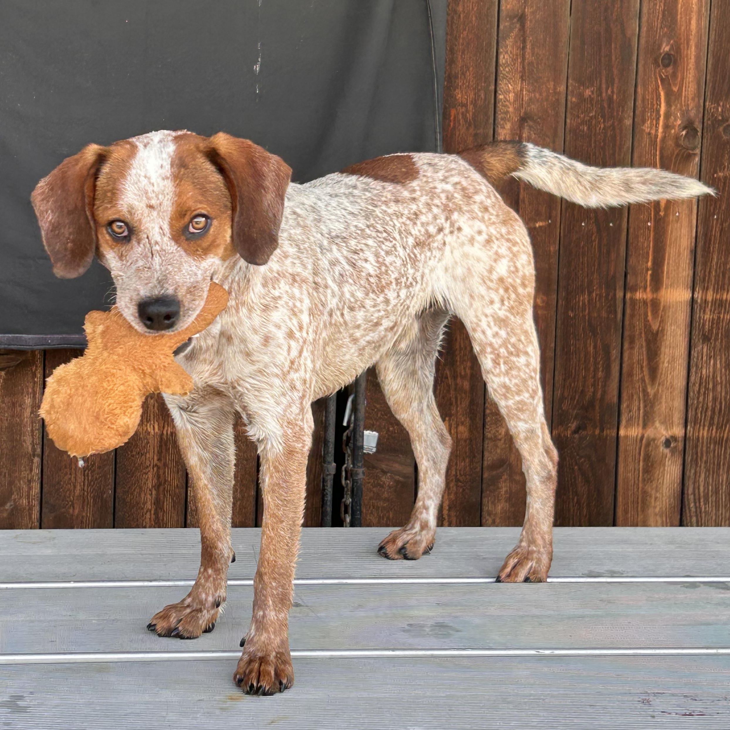 Enlarge Leonard, a Adoptable mixed breed in The Colony, TX image 2/6