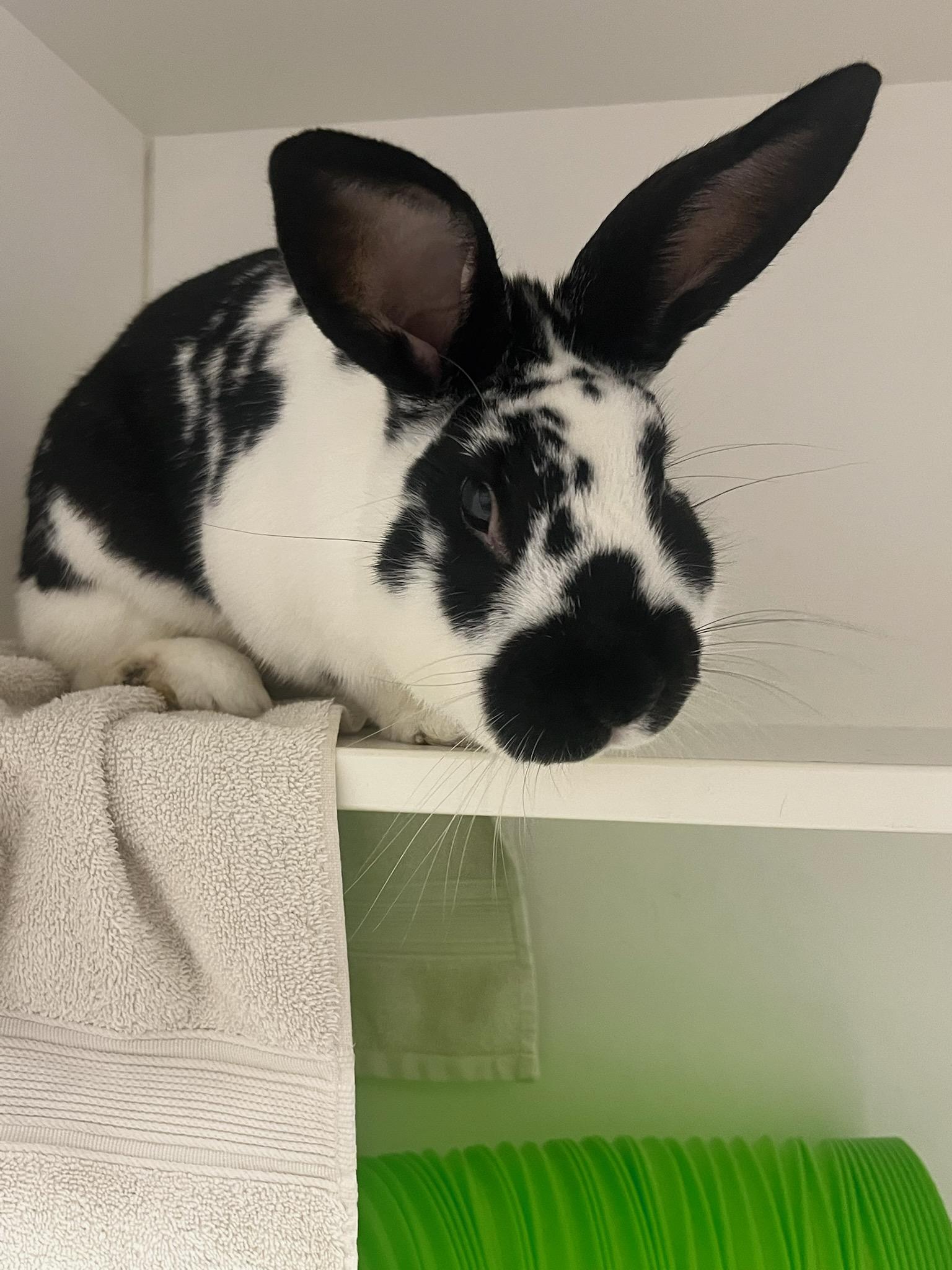 Enlarge Dotty (ID 52347), a ADOPTABLE American in Manassas, VA image 1/1