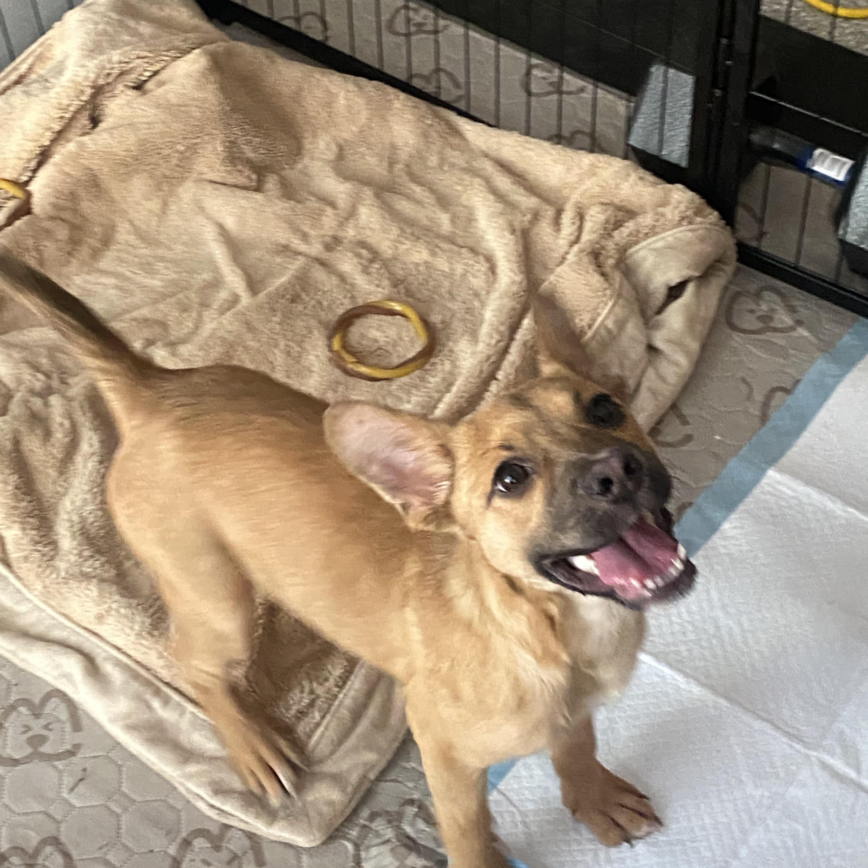 Peanut, a ADOPTABLE mixed breed in Sammamish, WA image 2/6