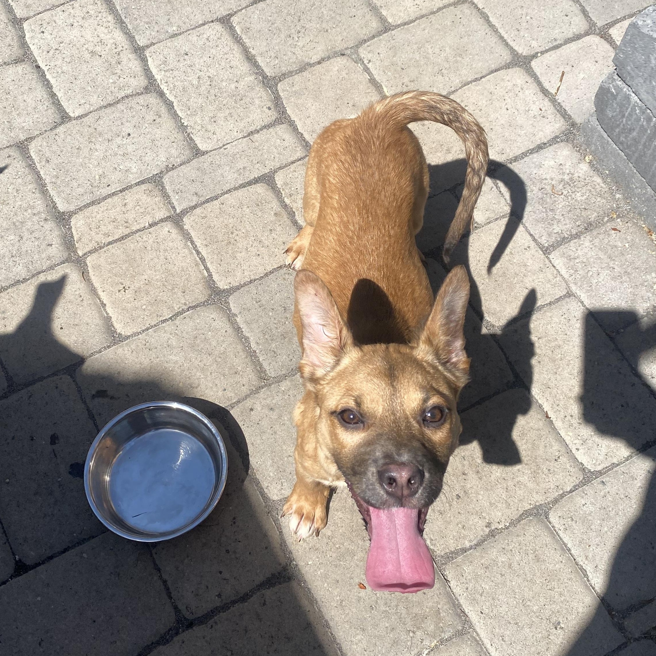 Peanut, a ADOPTABLE mixed breed in Sammamish, WA image 5/6