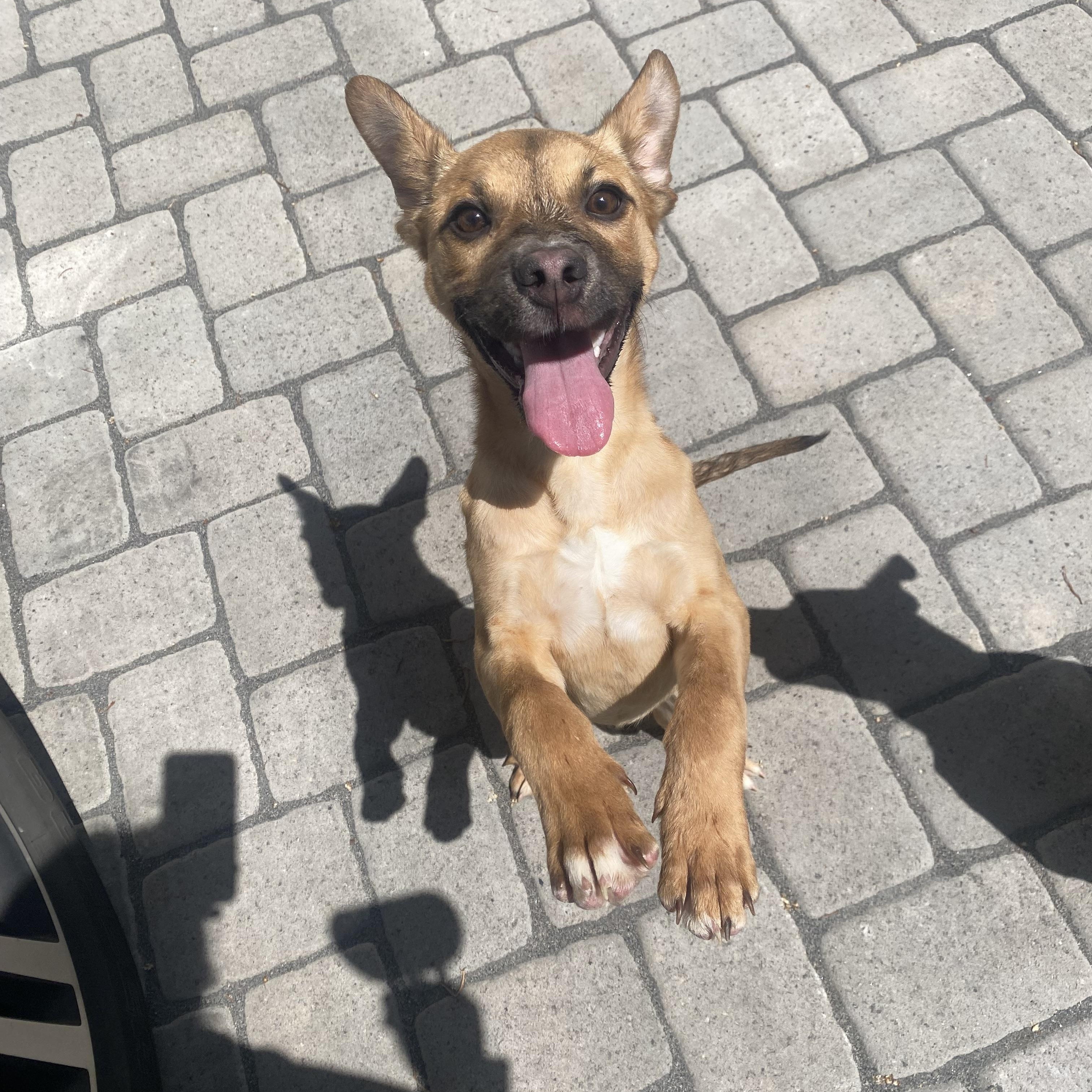 Peanut, ADOPTABLE, Puppy Female Belgian Shepherd / Malinois.
