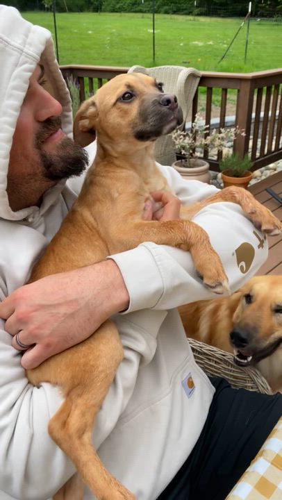 Enlarge Peanut, a ADOPTABLE mixed breed in Sammamish, WA video 6/6